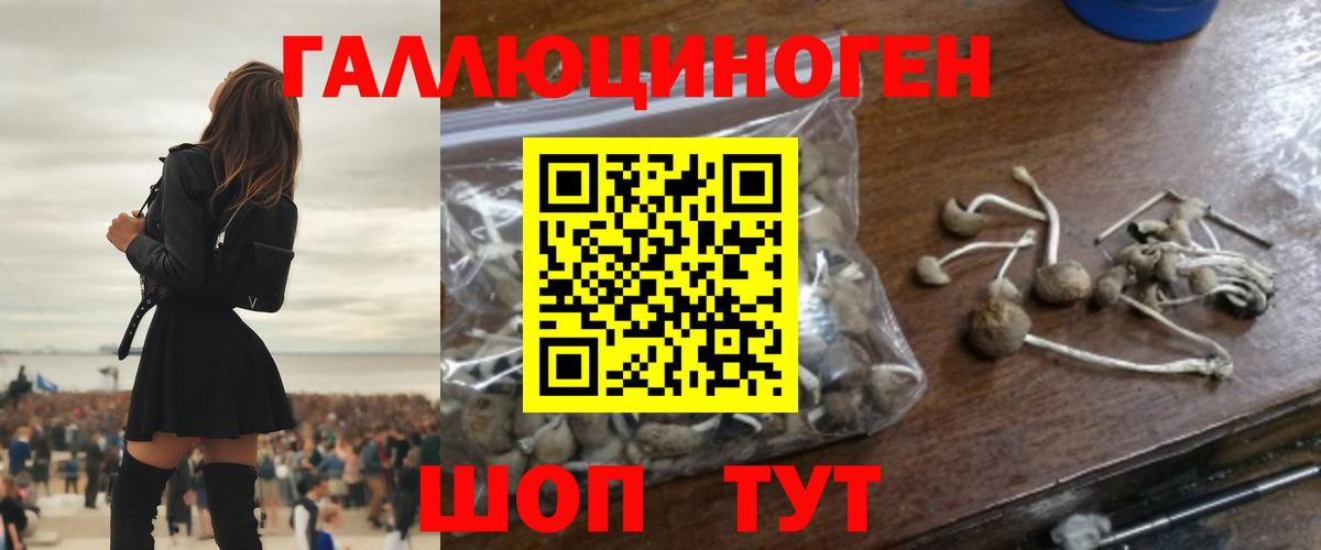 Галлюциногенные грибы Psilocybine cubensis Кизилюрт